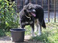 Puppys van Bliss040622-0143